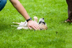 puppy on ground woman holding him down